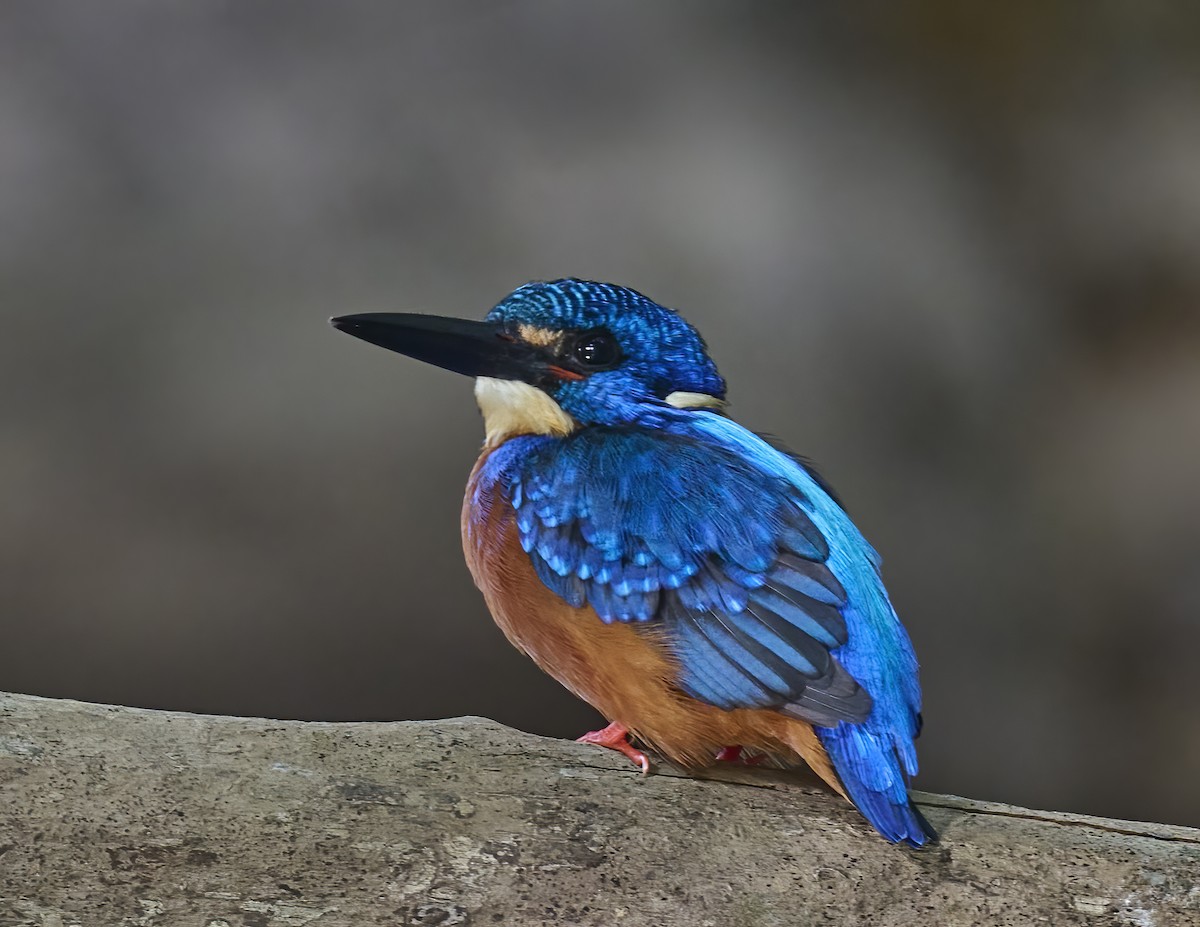 Blue-eared Kingfisher - ML552443011