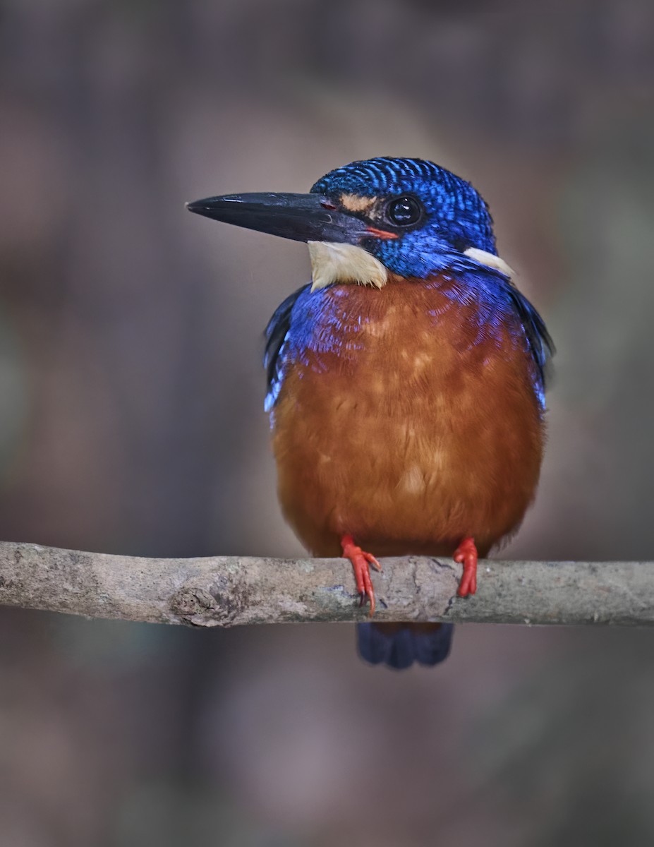 Blue-eared Kingfisher - ML552443031