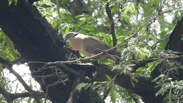 Mourning Collared-Dove - ML552446551