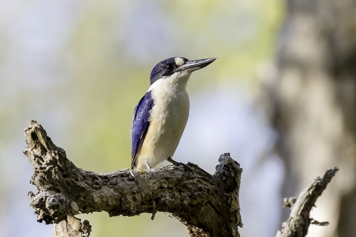 Forest Kingfisher - ML552447971