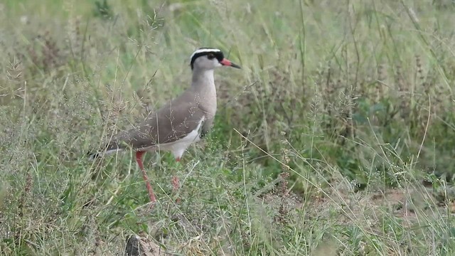 Crowned Lapwing - ML552451271