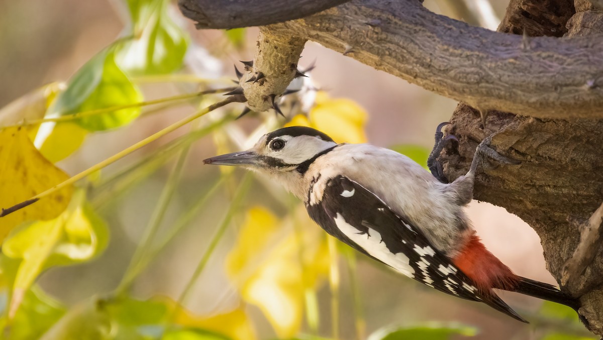 Syrian Woodpecker - ML552453431