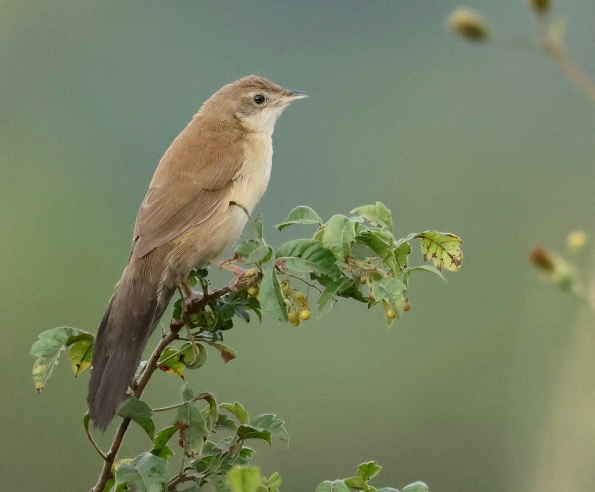 Fan-tailed Grassbird - Garret Skead