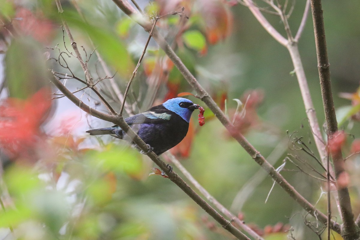 Blue-necked Tanager - ML552462871