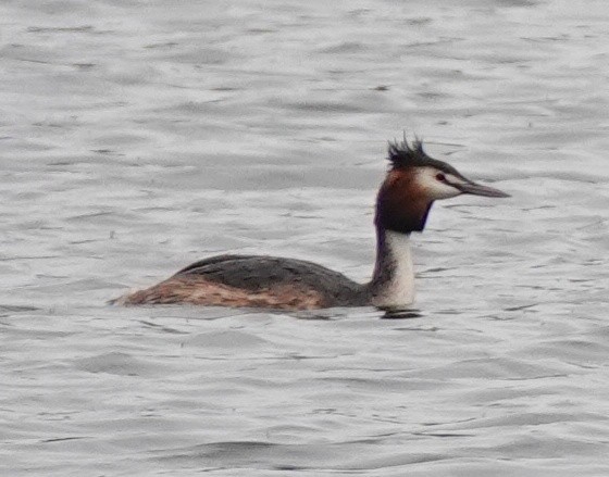 Great Crested Grebe - ML552469761