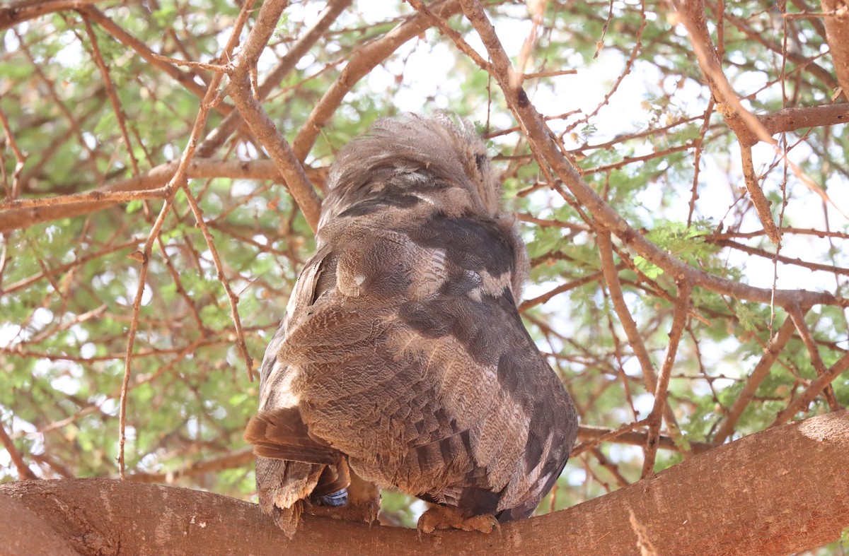 Verreaux's Eagle-Owl - ML552473941