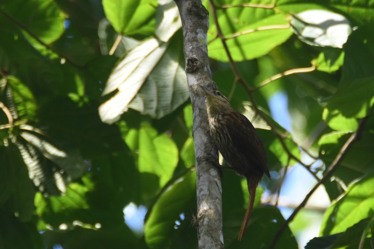 Pale-browed Treehunter (Rufous-tailed) - ML552477631