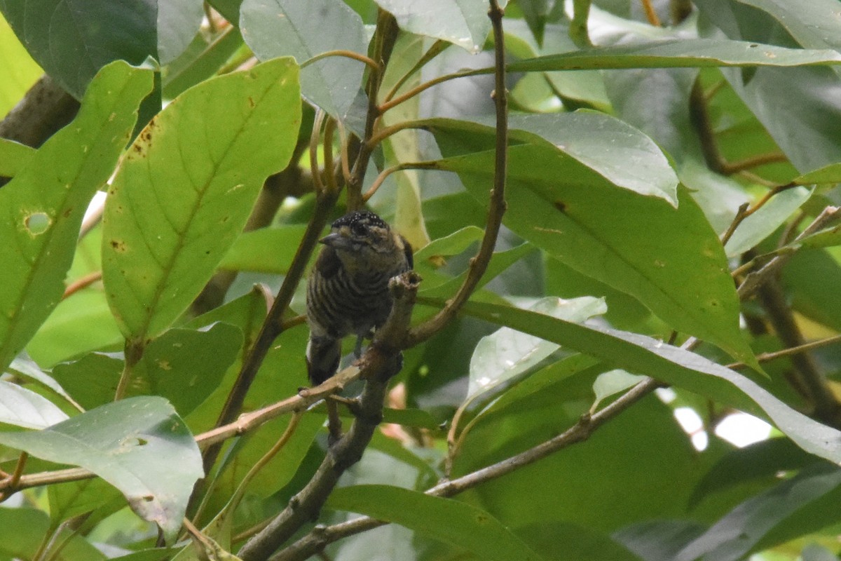White-barred Piculet (White-barred) - ML552478191