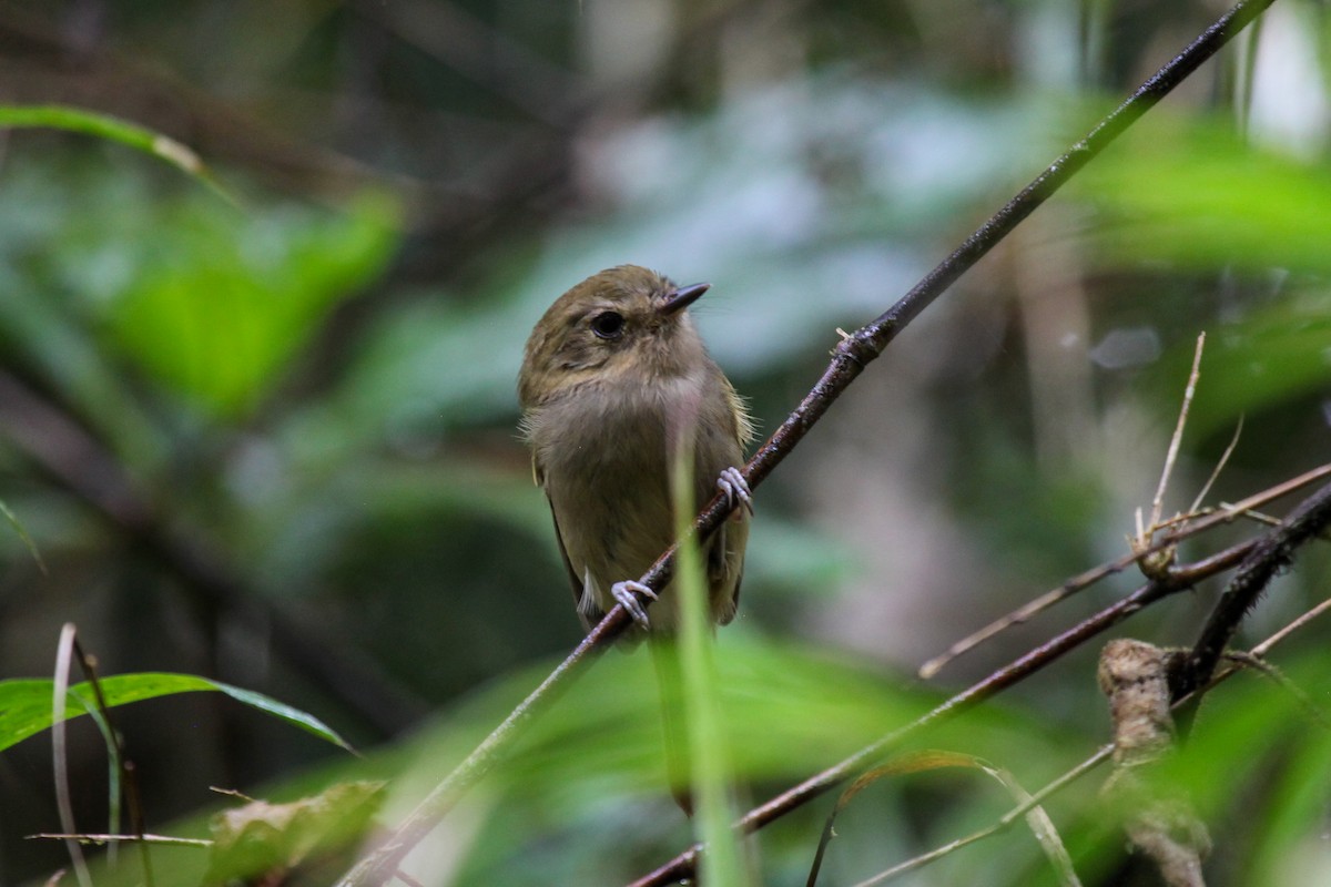 Brown-breasted Pygmy-Tyrant - ML552479311