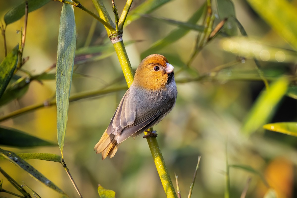 ML552480231 - Short-tailed Parrotbill - Macaulay Library