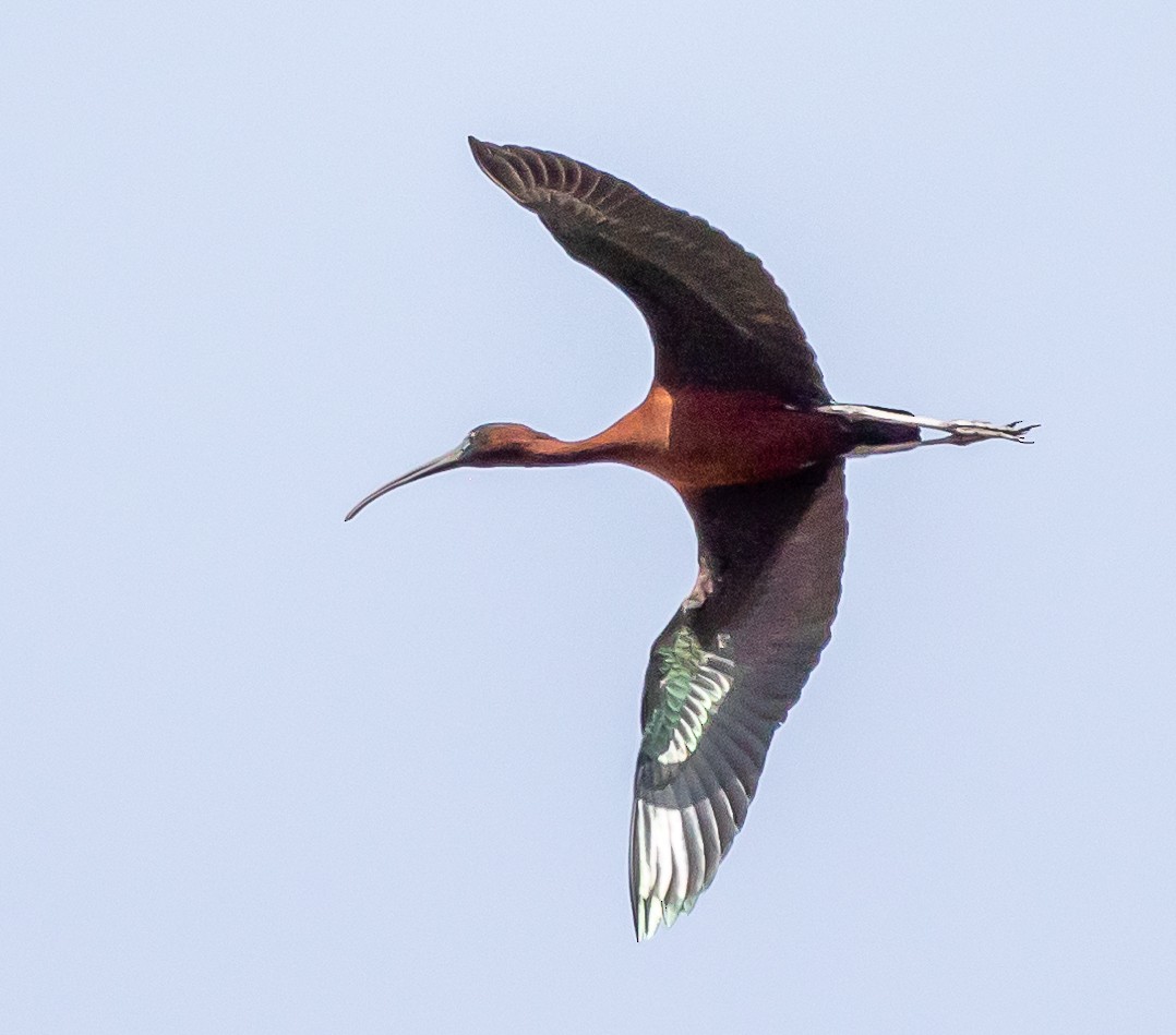 ibis hnědý - ML552483371