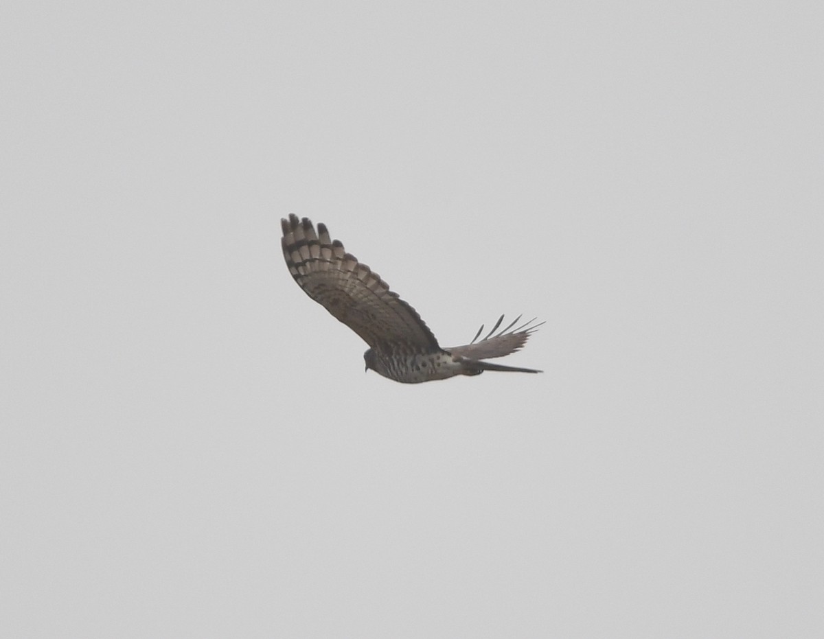African Cuckoo-Hawk - Gabriel Jamie