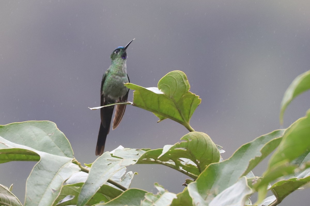 Long-tailed Sylph - ML552484831