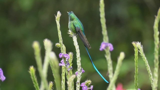Long-tailed Sylph - ML552485751