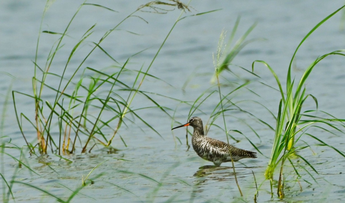 Spotted Redshank - ML552488661