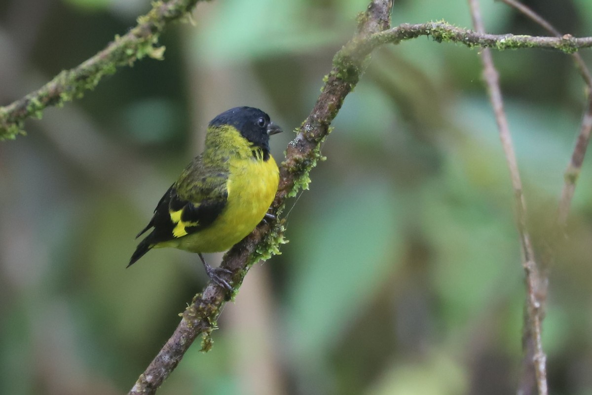 Olivaceous Siskin - ML552495691