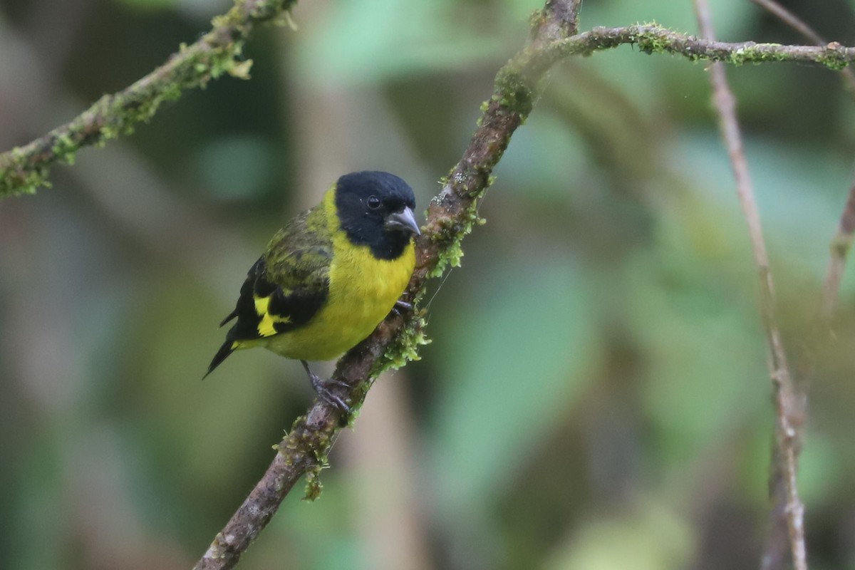 Olivaceous Siskin - ML552495711