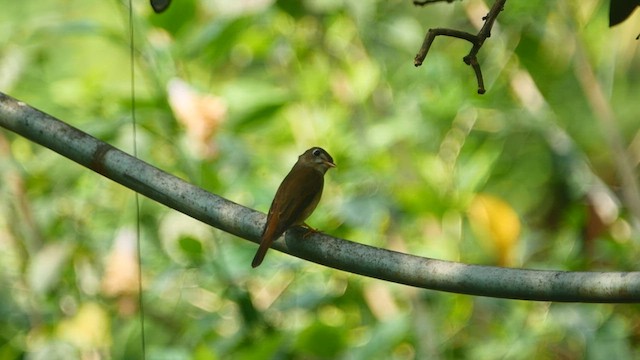 Brown-breasted Flycatcher - ML552500451