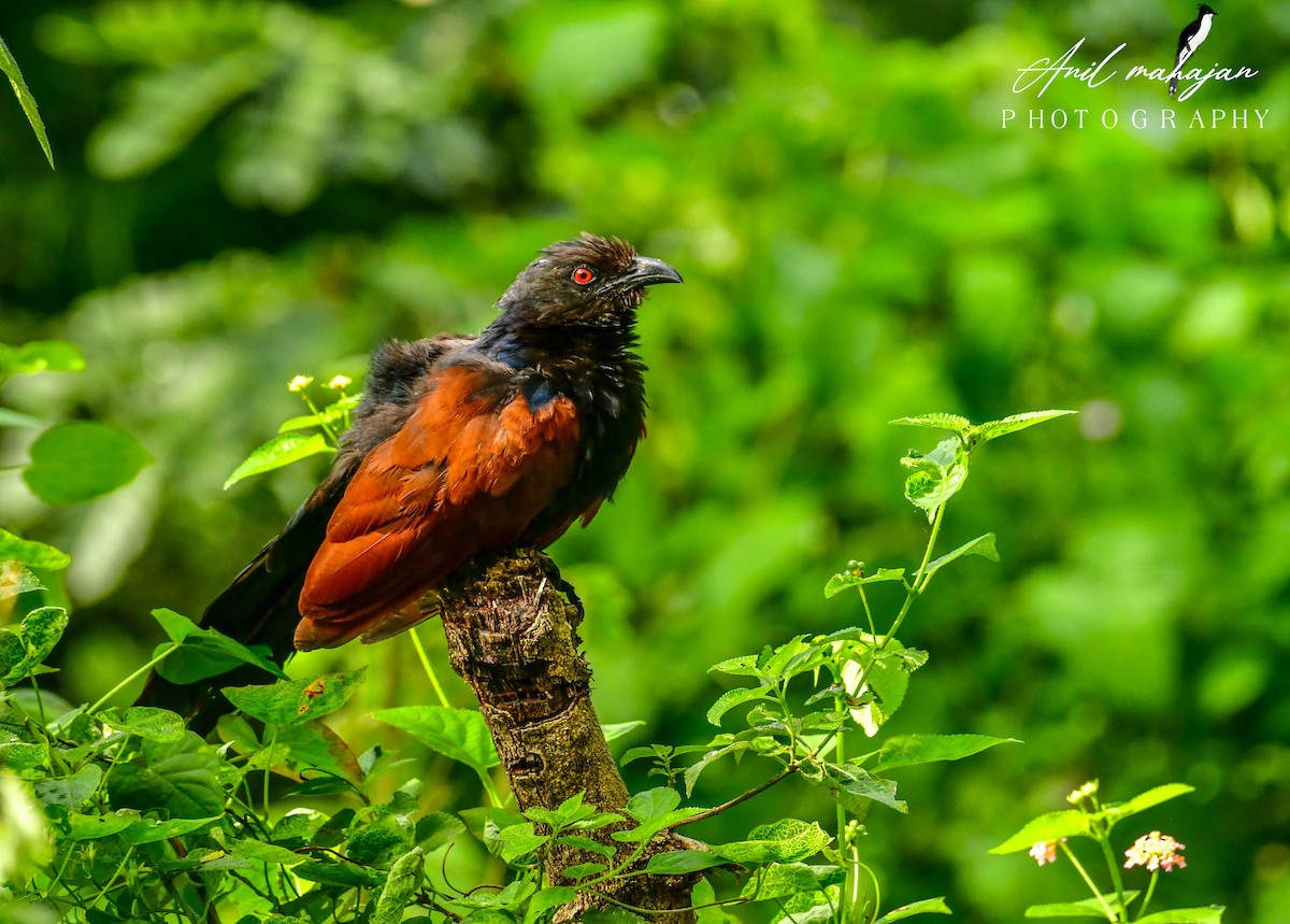 Greater Coucal (Southern) - ML552505571
