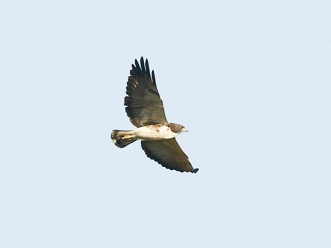 White-tailed Hawk - ML552506671