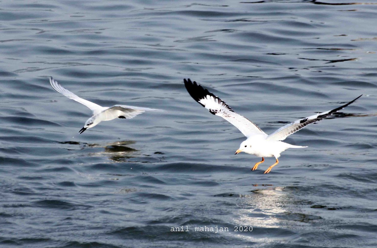 Gull-billed Tern - Anil Mahajan