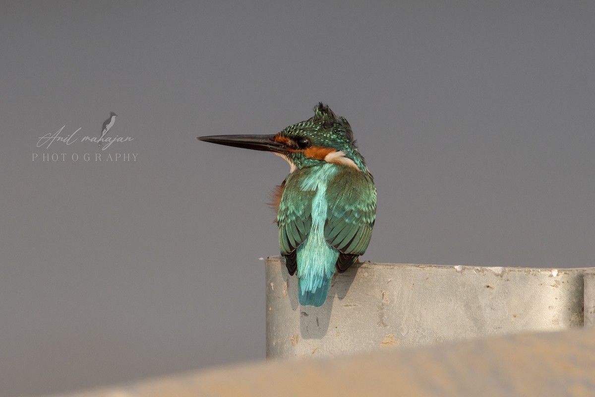 Common Kingfisher - Anil Mahajan