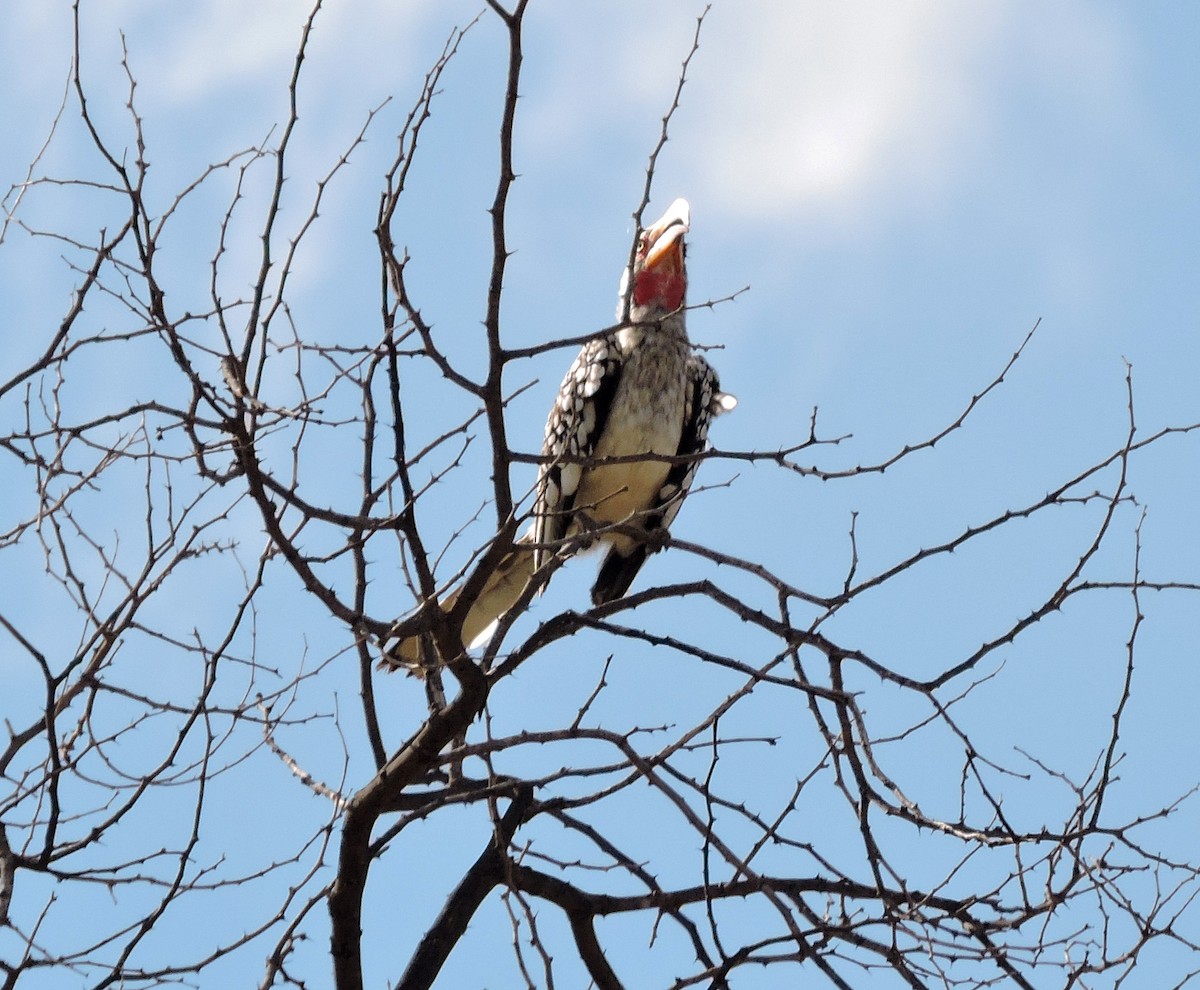 Southern Yellow-billed Hornbill - Allen Lewis