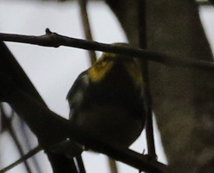 Black-throated Green Warbler - logan kahle
