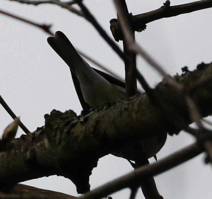 Black-throated Green Warbler - logan kahle