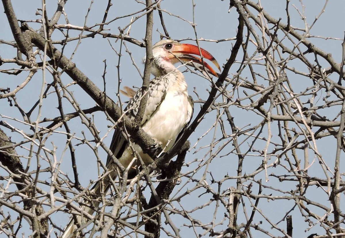 Damara Red-billed Hornbill - Allen Lewis