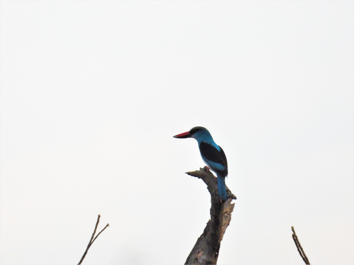 Blue-breasted Kingfisher - ML552515751