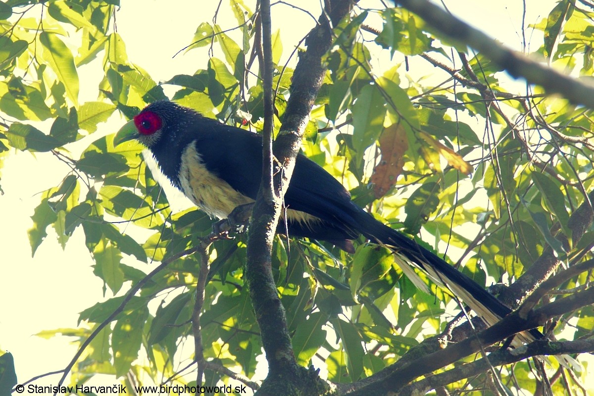 Red-faced Malkoha - ML552516151