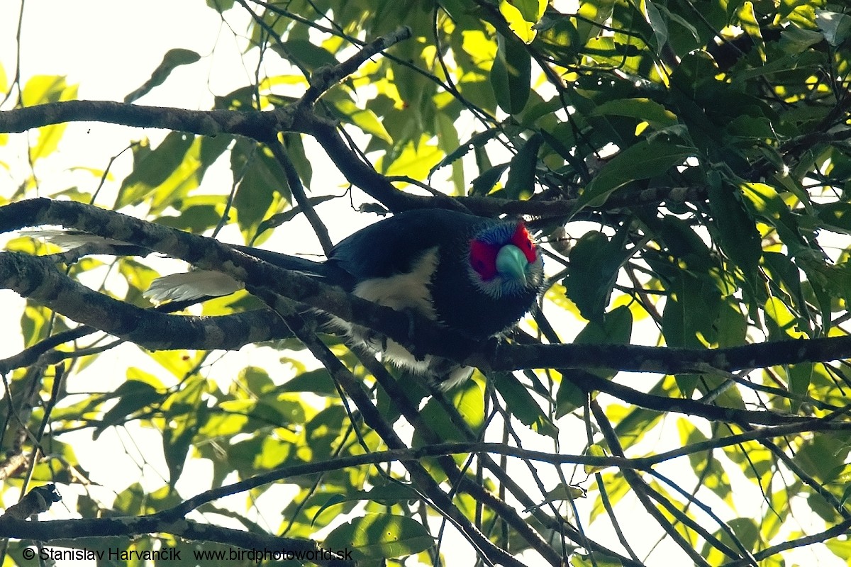 Red-faced Malkoha - ML552516171