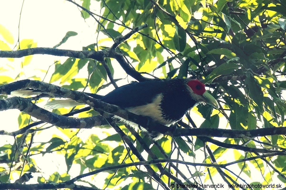 Red-faced Malkoha - ML552516181