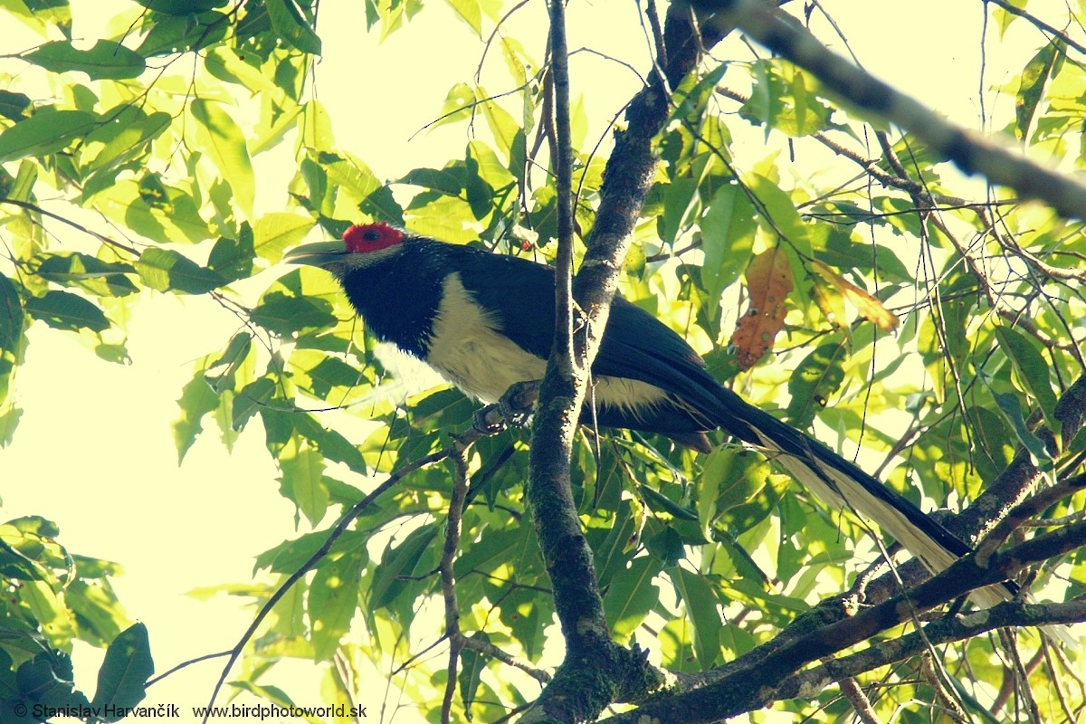 Red-faced Malkoha - ML552516191