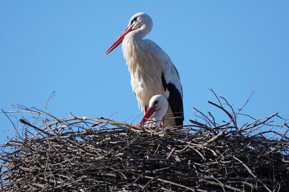 White Stork - ML552516201