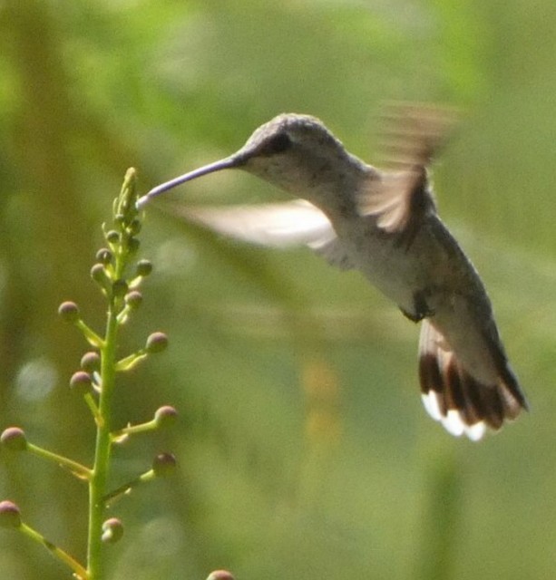 Costa's Hummingbird - ML552516351