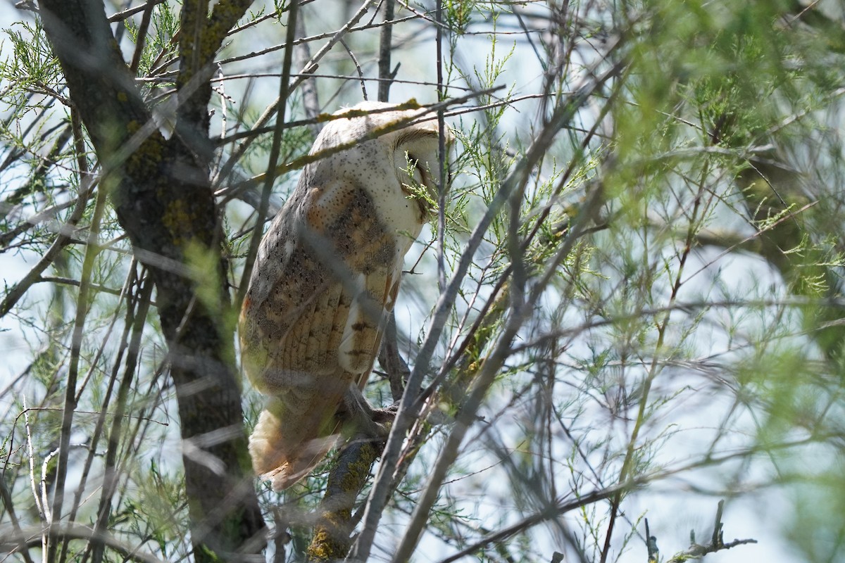 Barn Owl (Eurasian) - ML552516861