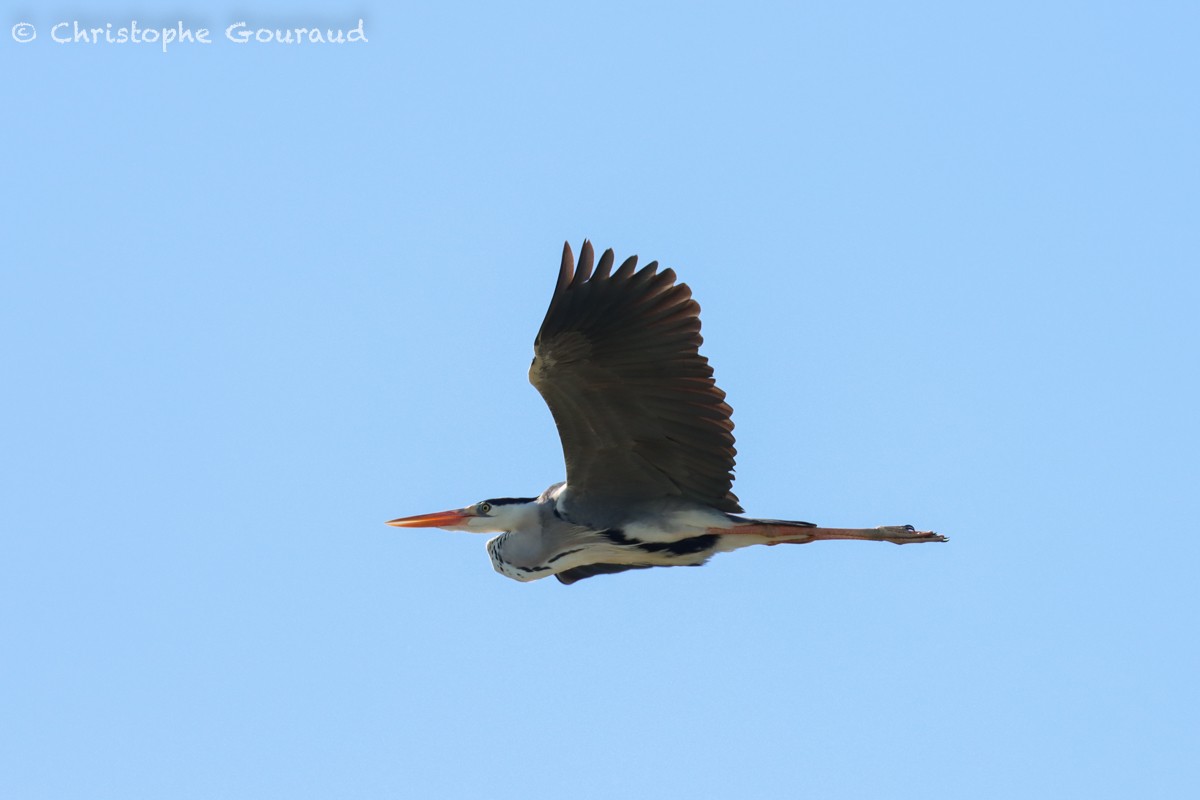 Gray Heron (Madagascar) - ML552517371