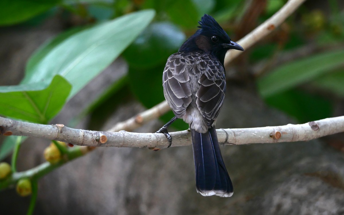 Red-vented Bulbul - ML552517741