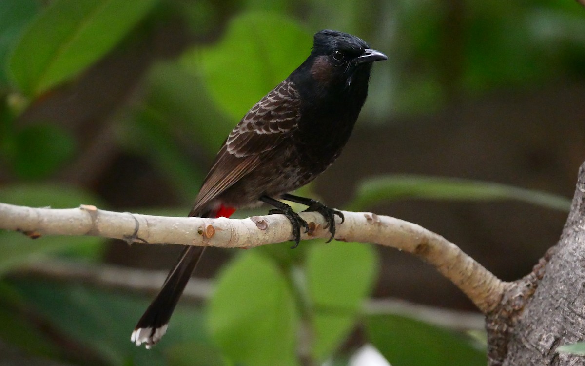 Red-vented Bulbul - ML552517751