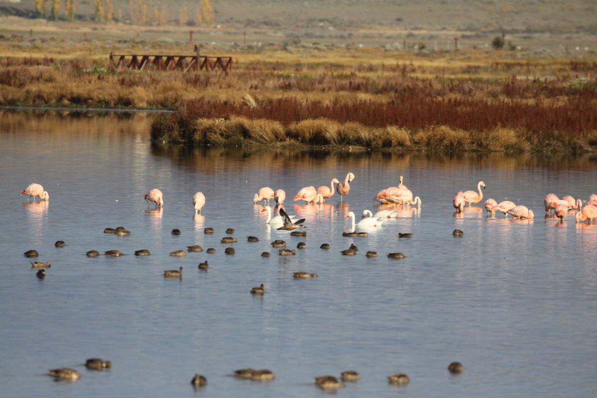 Chilean Flamingo - ML55252021