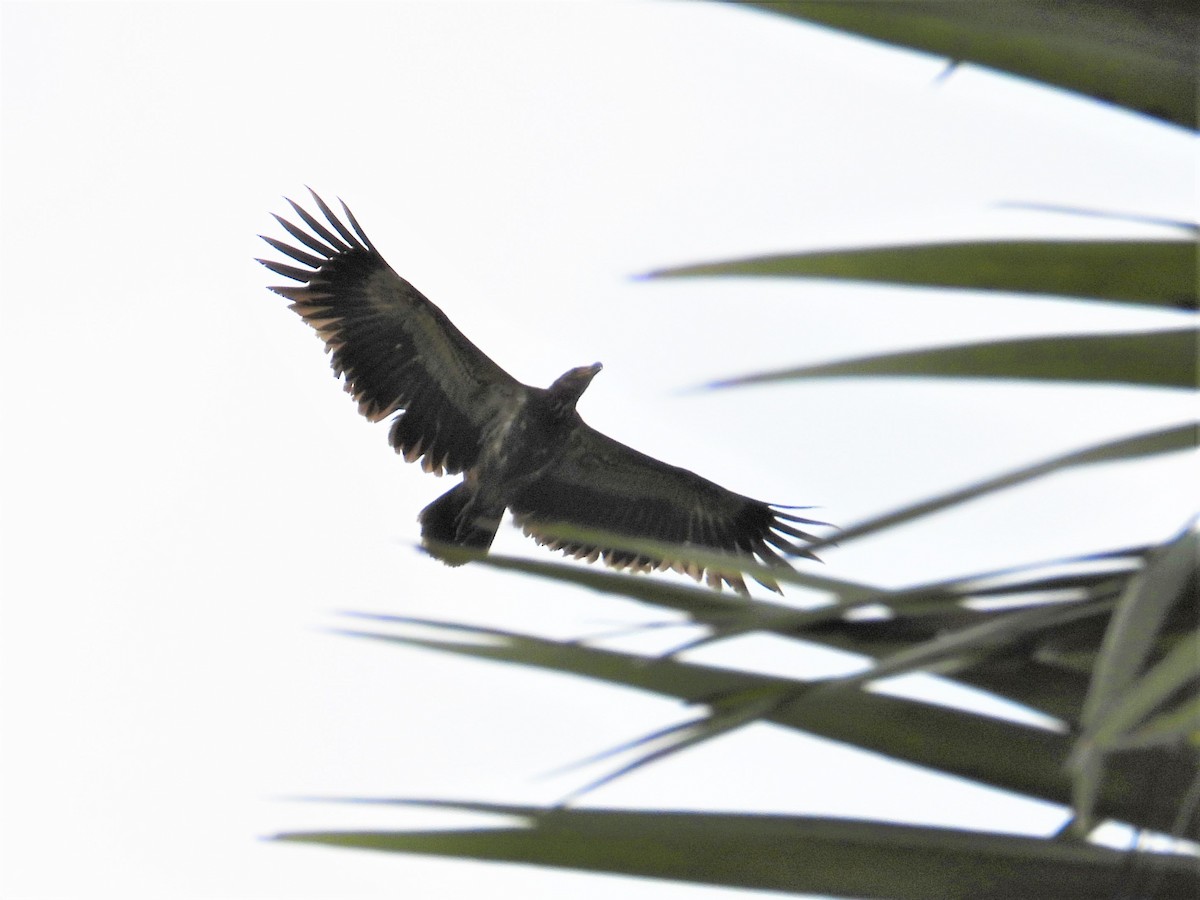 Palm-nut Vulture - ML552520661