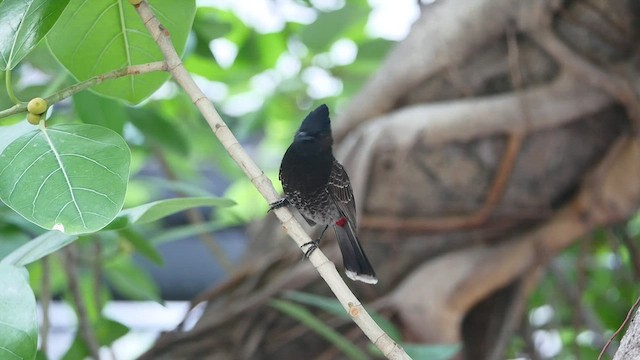Red-vented Bulbul - ML552522571