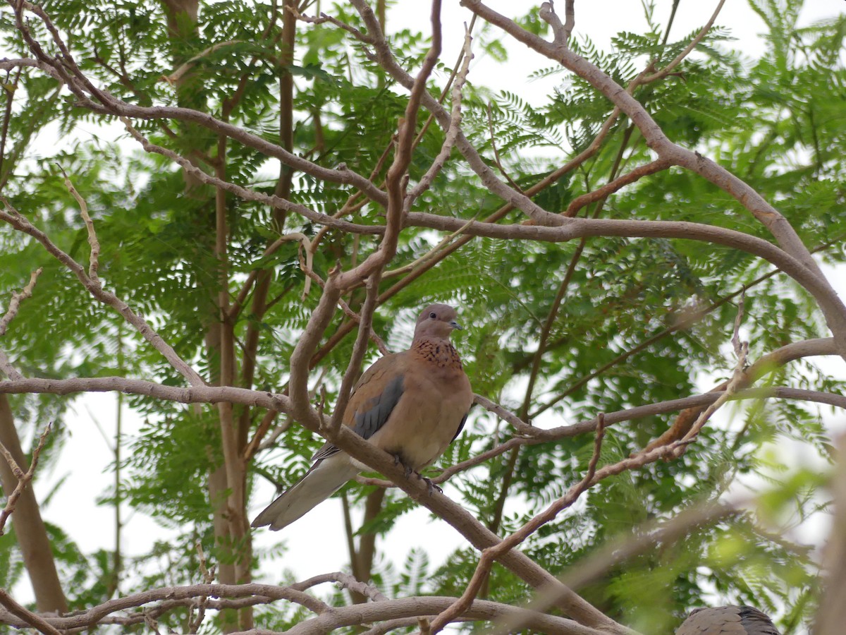 Laughing Dove - ML552523181