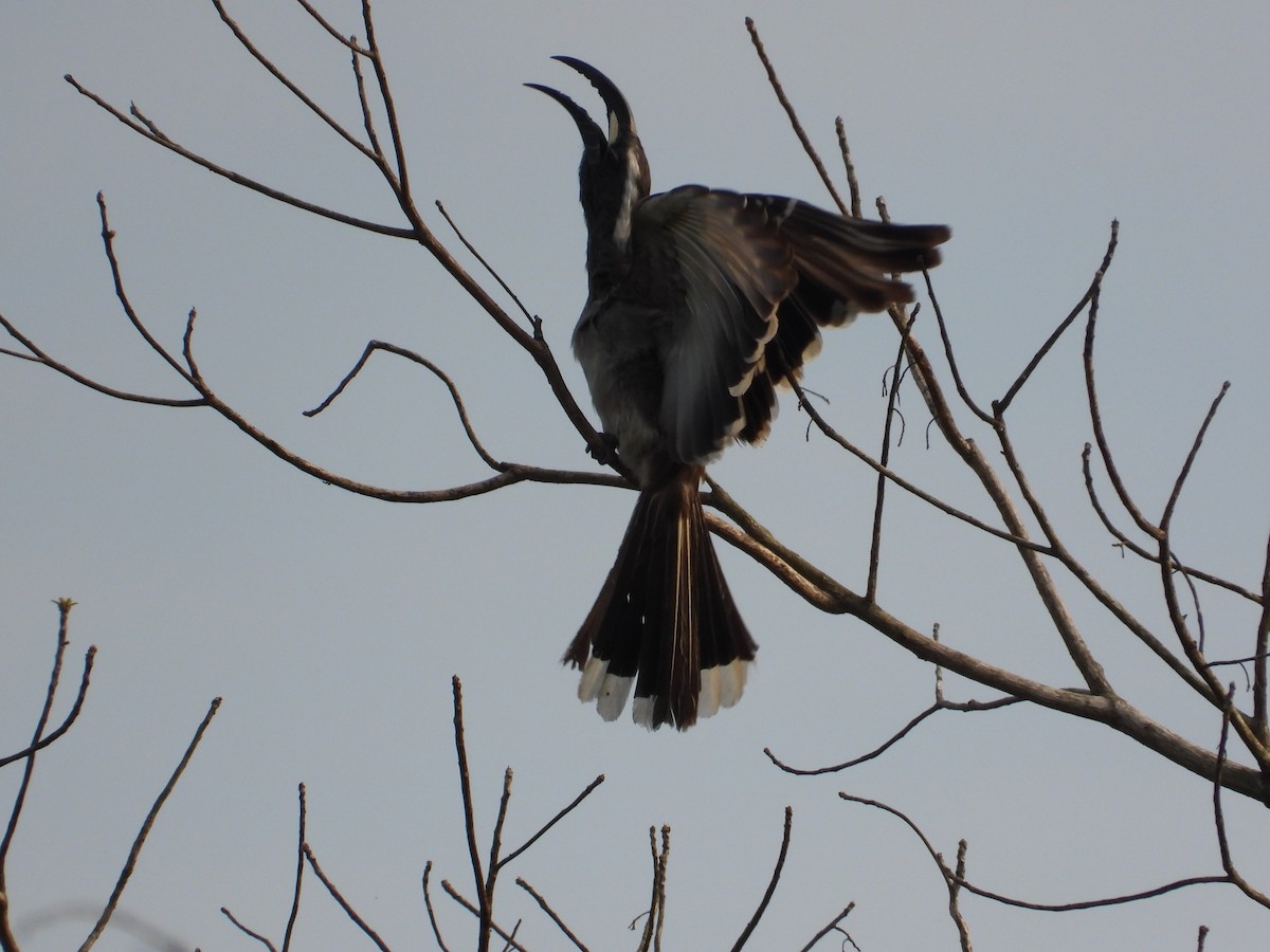 African Gray Hornbill - ML552525161