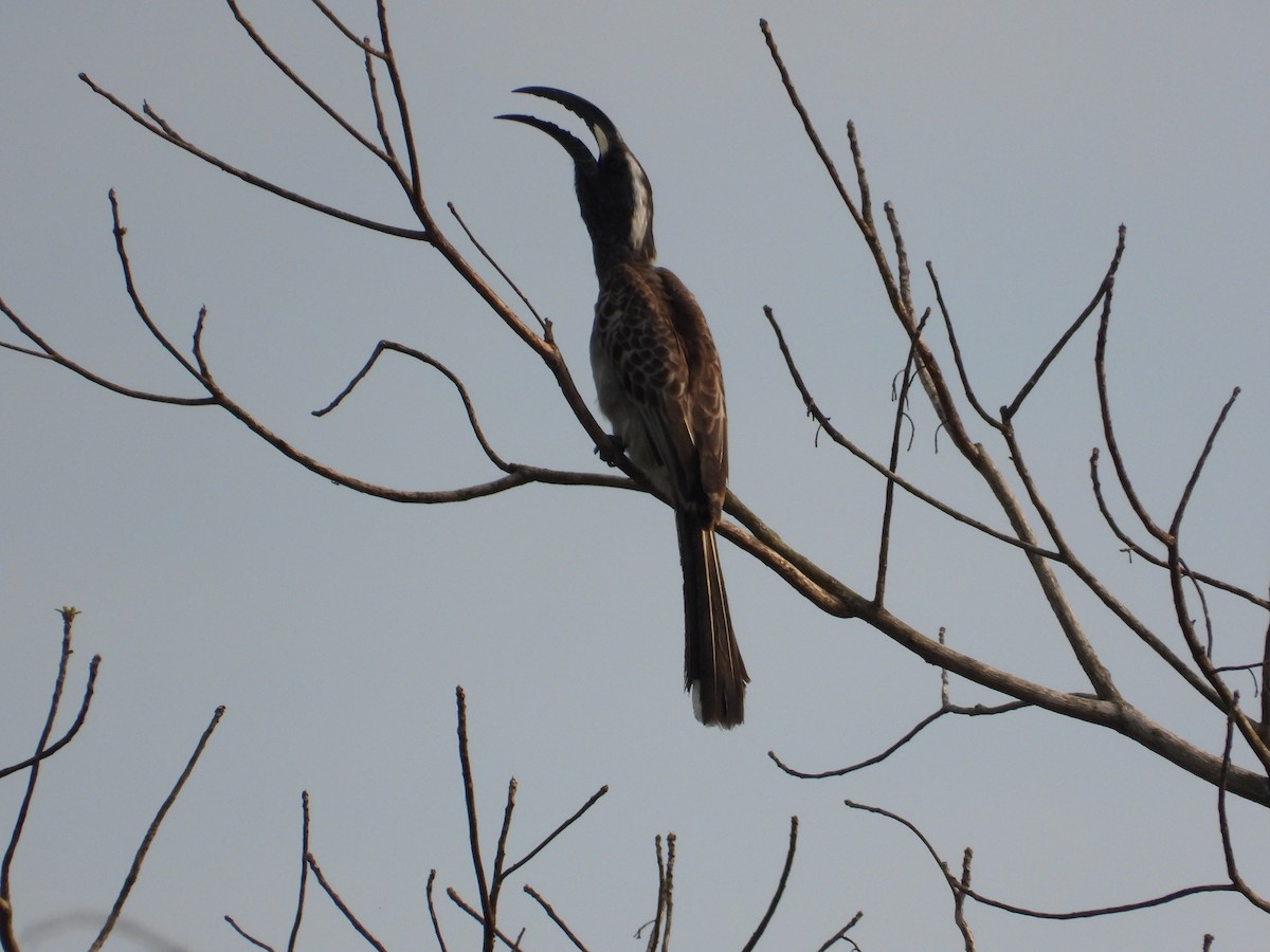 African Gray Hornbill - Erin Cole