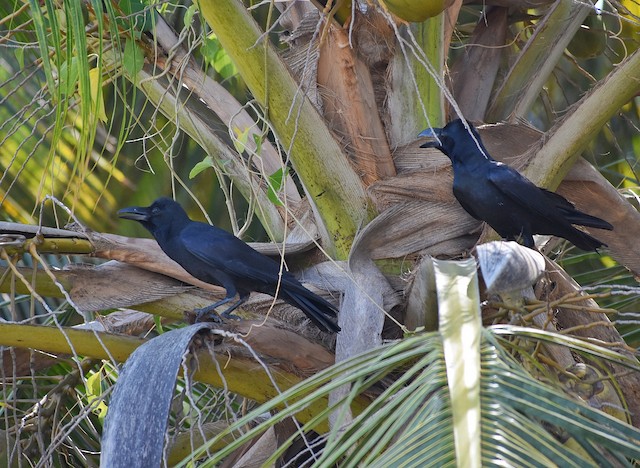 Large-billed Crow - eBird