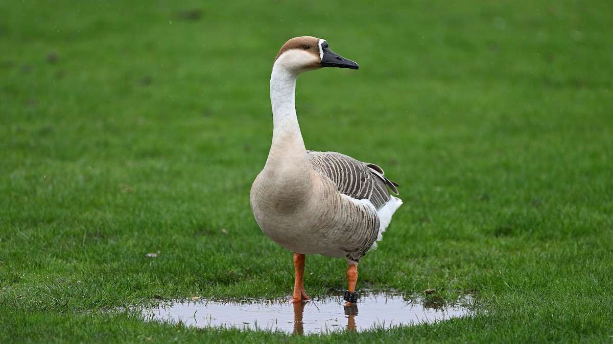 Swan Goose (Domestic type) - ML552531971