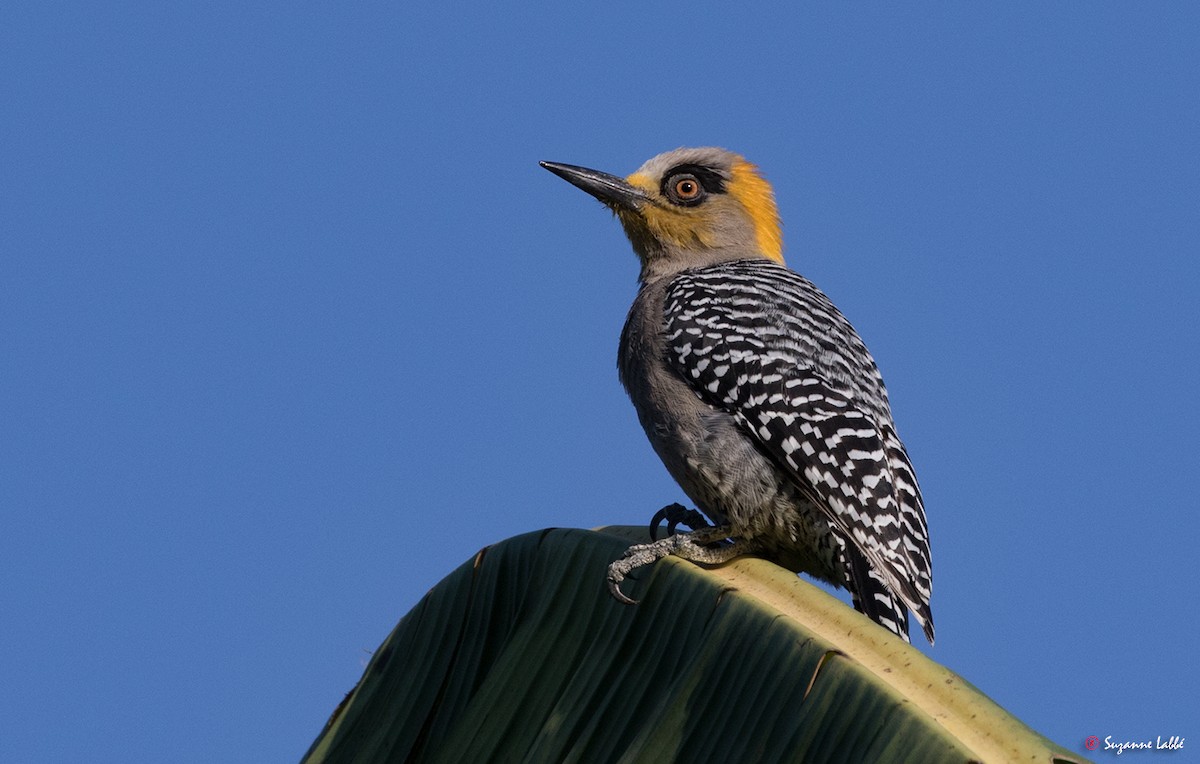 Golden-cheeked Woodpecker - ML55253451